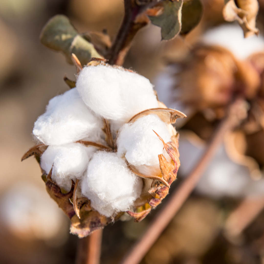 WHAT IS COTTON? WHY IS COTTON – ISZA